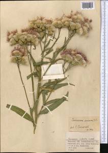 Saussurea amara (L.) DC., Middle Asia, Dzungarian Alatau & Tarbagatai (M5) (Kazakhstan)