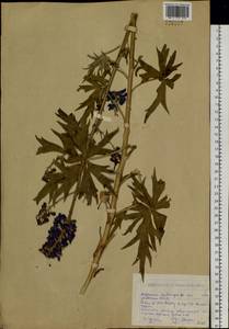 Delphinium dictyocarpum DC., Siberia, Western (Kazakhstan) Altai Mountains (S2a) (Kazakhstan)