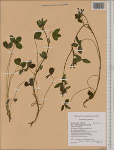 Trifolium pratense L., Western Europe (EUR) (United Kingdom)