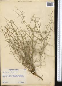 Convolvulus eremophilus Boiss. & Buhse, Middle Asia, Karakum (M6) (Turkmenistan)