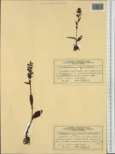 Dactylorhiza viridis (L.) R.M.Bateman, Pridgeon & M.W.Chase, Western Europe (EUR) (Norway)