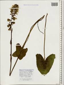 Ligularia subsagittata Pojark., Caucasus, Stavropol Krai, Karachay-Cherkessia & Kabardino-Balkaria (K1b) (Russia)