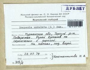 Scapania undulata (L.) Dumort., Bryophytes, Bryophytes - Karelia, Leningrad & Murmansk Oblasts (B4) (Russia)