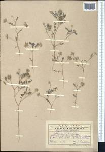 Astragalus filicaulis Kar. & Kir., Middle Asia, Western Tian Shan & Karatau (M3) (Kazakhstan)