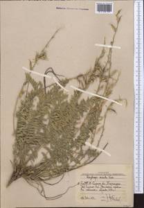 Oxytropis ornata Vassilcz., Middle Asia, Western Tian Shan & Karatau (M3) (Uzbekistan)
