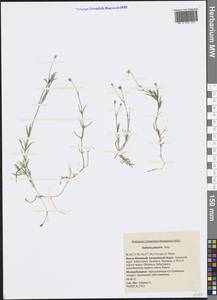 Stellaria palustris (Murray ex Ehrh.) Hoffm., Siberia, Western Siberia (S1) (Russia)