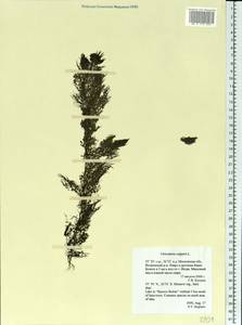 Utricularia vulgaris L., Eastern Europe, Moscow region (E4a) (Russia)