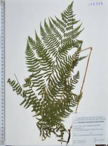 Athyrium monomachii (Kom.) Kom., Siberia, Russian Far East (S6) (Russia)