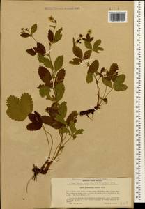 Potentilla elatior Willd. ex D. F. K. Schltdl., Caucasus, Stavropol Krai, Karachay-Cherkessia & Kabardino-Balkaria (K1b) (Russia)