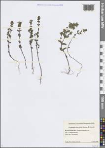 Euphrasia × vernalis List, Eastern Europe, Northern region (E1) (Russia)