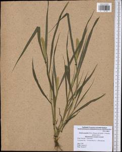 Setaria pumila (Poir.) Roem. & Schult., Eastern Europe, Central region (E4) (Russia)