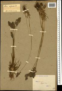 Poa alpina L., Caucasus, Stavropol Krai, Karachay-Cherkessia & Kabardino-Balkaria (K1b) (Russia)