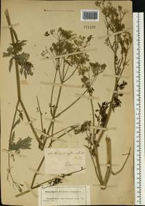 Anthriscus sylvestris (L.) Hoffm., Eastern Europe, Central forest-and-steppe region (E6) (Russia)