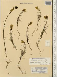 Linaria macroura (M. Bieb.) M. Bieb., Caucasus, North Ossetia, Ingushetia & Chechnya (K1c) (Russia)