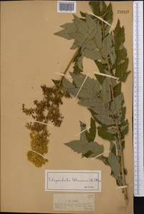 Filipendula ulmaria (L.) Maxim., Middle Asia, Dzungarian Alatau & Tarbagatai (M5) (Kazakhstan)