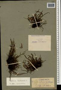 Asplenium trichomanes L., Caucasus, Armenia (K5) (Armenia)