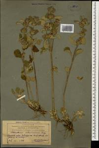 Marrubium astracanicum Jacq., Caucasus, Azerbaijan (K6) (Azerbaijan)