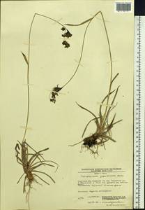 Scirpus maximowiczii C.B.Clarke, Siberia, Chukotka & Kamchatka (S7) (Russia)