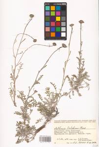 Archanthemis trotzkiana (Claus ex Bunge) Lo Presti & Oberpr., Middle Asia, Caspian Ustyurt & Northern Aralia (M8) (Kazakhstan)