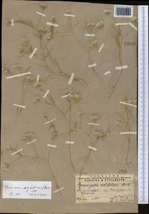 Cuminum setifolium (Boiss.) Koso-Pol., Middle Asia, Pamir & Pamiro-Alai (M2) (Uzbekistan)