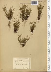 Eremopyrum triticeum (Gaertn.) Nevski, Eastern Europe, North-Western region (E2) (Russia)