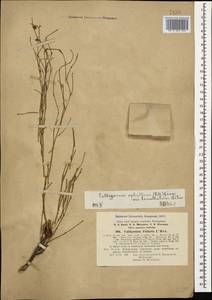 Calligonum aphyllum (Pall.) Gürke, Caucasus, Dagestan (K2) (Russia)