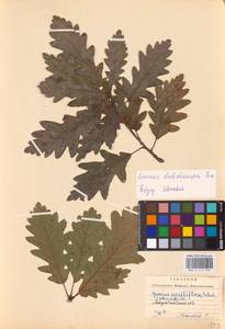 Quercus petraea (Matt.) Liebl., Eastern Europe, West Ukrainian region (E13) (Ukraine)