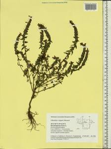 Odontites vulgaris, Eastern Europe, Central region (E4) (Russia)