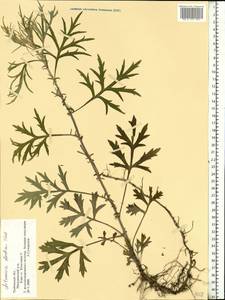 Artemisia dubia Wall. ex Besser, Eastern Europe, Central forest-and-steppe region (E6) (Russia)