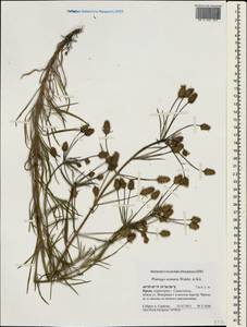 Plantago arenaria Waldst. & Kit., Crimea (KRYM) (Russia)