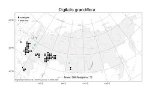 Digitalis grandiflora Mill., Atlas of the Russian Flora (FLORUS) (Russia)