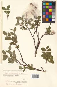 Salix saxatilis Turcz., Siberia, Chukotka & Kamchatka (S7) (Russia)