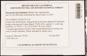 Brachythecium frigidum (Müll. Hal.) Besch., Bryophytes, Bryophytes - America (BAm) (United States)