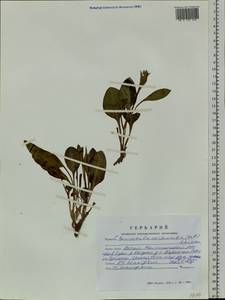 Klasea cardunculus (Pall.) Holub, Siberia, Altai & Sayany Mountains (S2) (Russia)