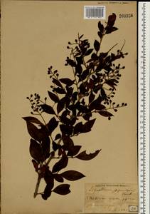 Ligustrum japonicum Thunb., South Asia, South Asia (Asia outside ex-Soviet states and Mongolia) (ASIA) (Japan)