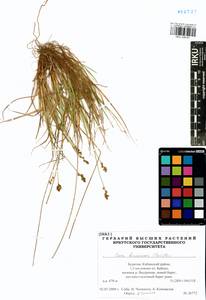 Carex brunnescens (Pers.) Poir., Siberia, Baikal & Transbaikal region (S4) (Russia)