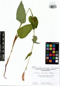 Bistorta officinalis, Siberia, Baikal & Transbaikal region (S4) (Russia)