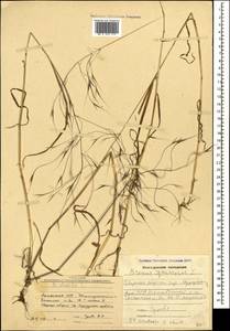 Bromus sterilis L., Caucasus, Armenia (K5) (Armenia)