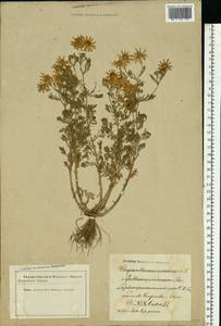 Tripleurospermum inodorum (L.) Sch.-Bip, Eastern Europe, Latvia (E2b) (Latvia)