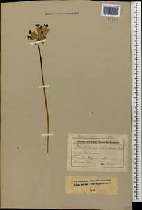 Primula veris subsp. macrocalyx (Bunge) Lüdi, Caucasus, Stavropol Krai, Karachay-Cherkessia & Kabardino-Balkaria (K1b) (Russia)