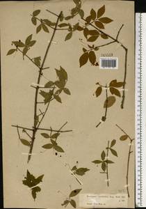 Euonymus verrucosus Scop., Eastern Europe, Moscow region (E4a) (Russia)