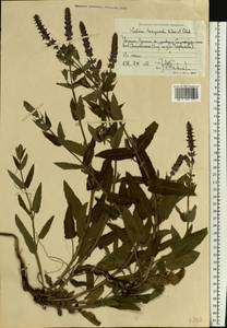 Salvia nemorosa subsp. pseudosylvestris (Stapf) Bornm., Eastern Europe, North Ukrainian region (E11) (Ukraine)