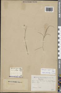 Eremogone saxatilis (L.) Ikonn., Eastern Europe, Eastern region (E10) (Russia)
