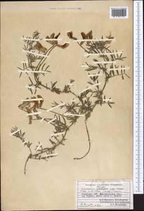 Vicia subvillosa (Ledeb.)Boiss., Middle Asia, Pamir & Pamiro-Alai (M2) (Uzbekistan)