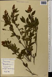Ligustrum vulgare L., Caucasus, Georgia (K4) (Georgia)