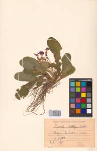 Primula vulgaris subsp. rubra (Sm.) Arcang., Caucasus, Georgia (K4) (Georgia)