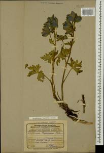 Delphinium foetidum Lomak, Caucasus, Azerbaijan (K6) (Azerbaijan)