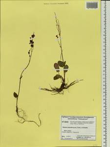 Rumex pseudoxyria (Tolm.) A. P. Khokhr., Siberia, Central Siberia (S3) (Russia)