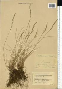 Festuca rubra L., Eastern Europe, Moscow region (E4a) (Russia)