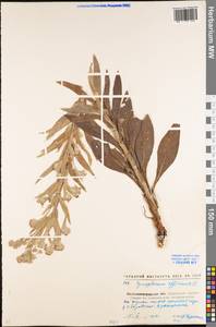 Cynoglossum officinale L., Eastern Europe, North Ukrainian region (E11) (Ukraine)